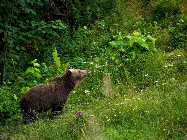 Romania, Bear