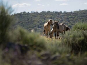 Sorraia horses, Portugal