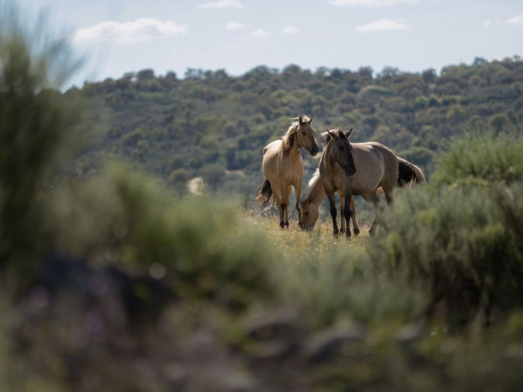 Sorraia horses, Portugal