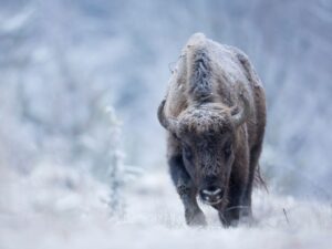 Romania, Bison, Winter, Rewilding