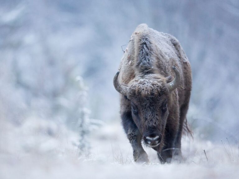 Romania, Bison, Winter, Rewilding