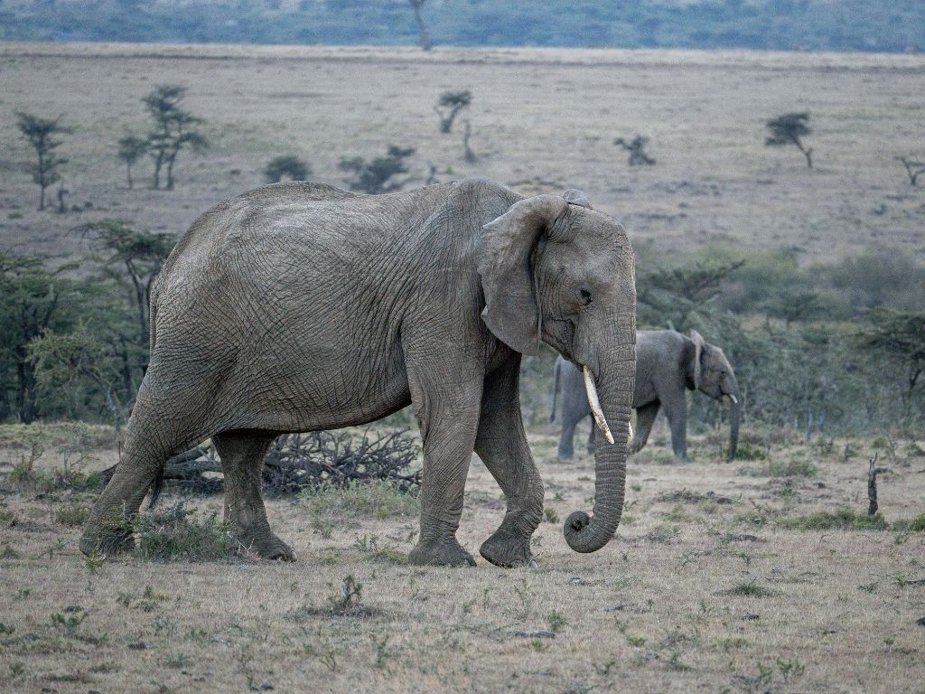 Kenya, mara, elephant