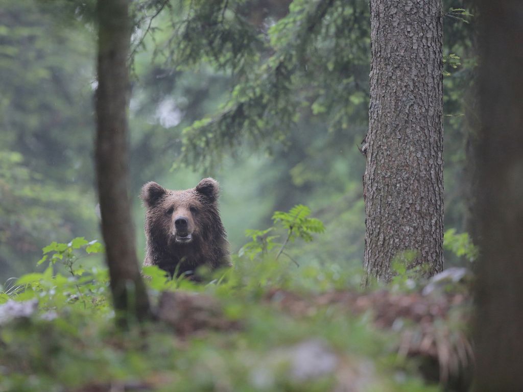 Bear, Slovenia