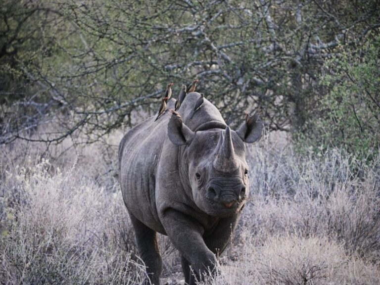 Rhino, Samburu, Kenya