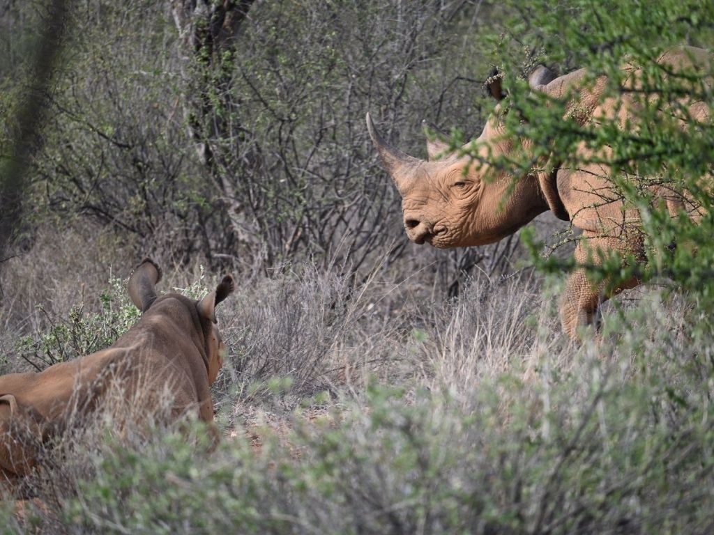 Rhino, Samburu, Kenya