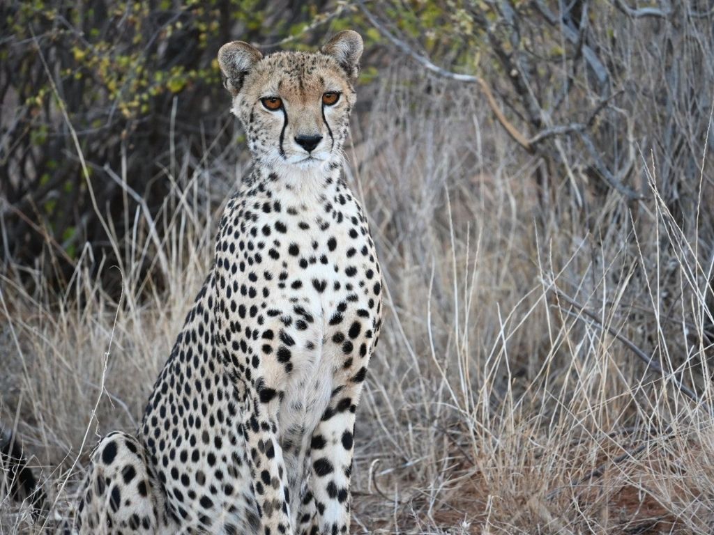 Cheetah, Samburu, Kenya